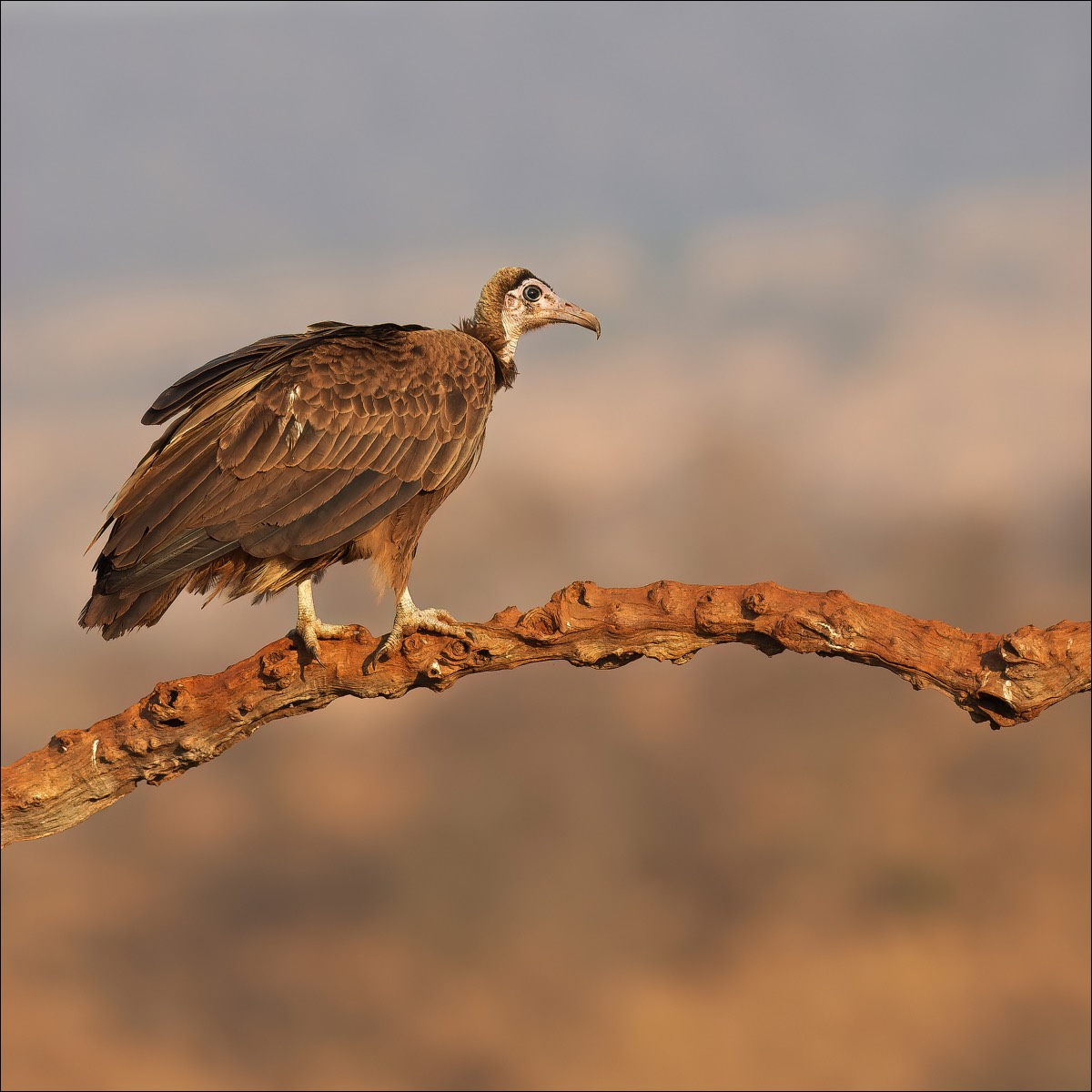 Hooded Vulture (Kapgier)