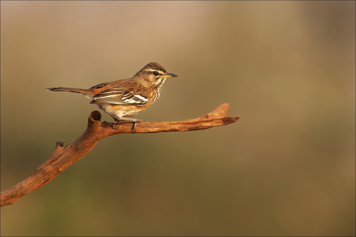 White-browed Scrub-robin (Witbrauwwaaierstaart)