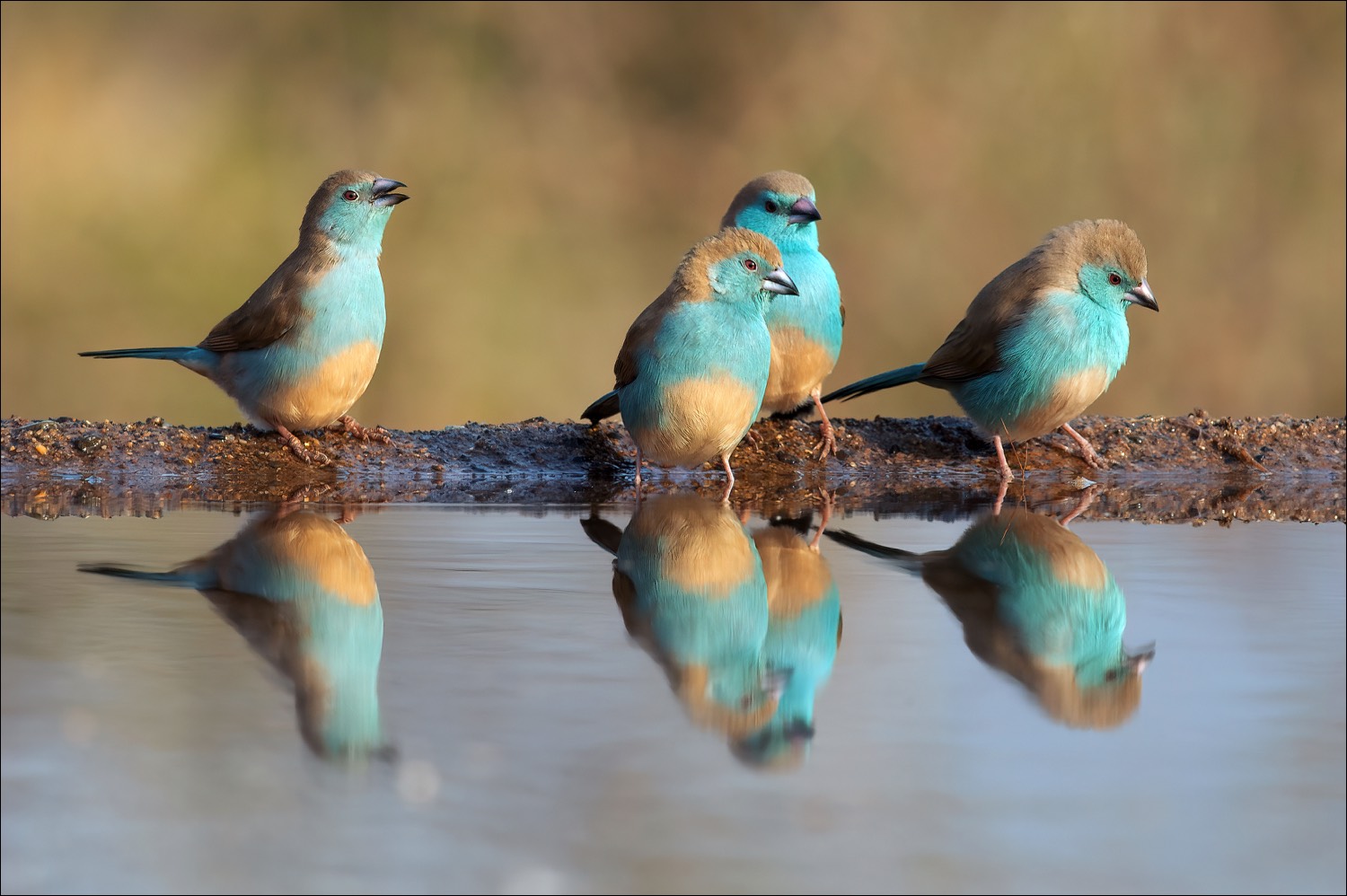 Blue Waxbill (Angolees Blauwfazantje)