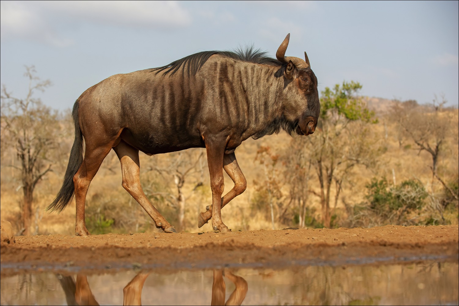 Wildebeest (Gnoe)