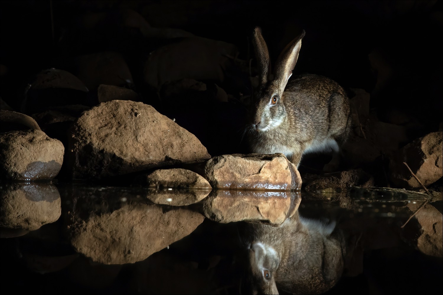 Cape Hare (Kaapse Haas)