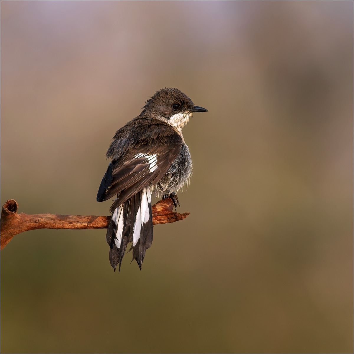 Fiscal Flycatcher (Klauwier Vliegenvanger)