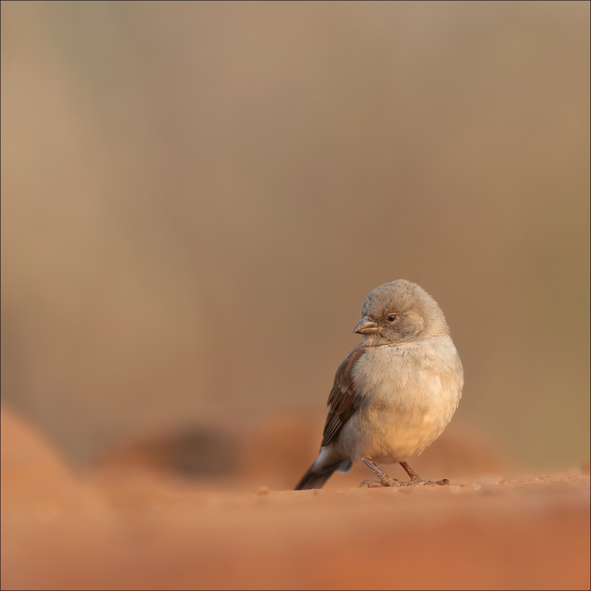 Southern Grey-headed Sparrow (Mozambiquemus)