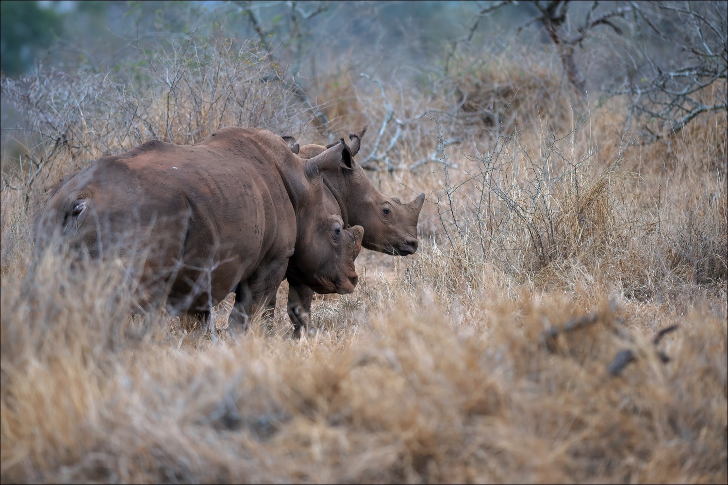 White Rhino (Witte Neushoorn)