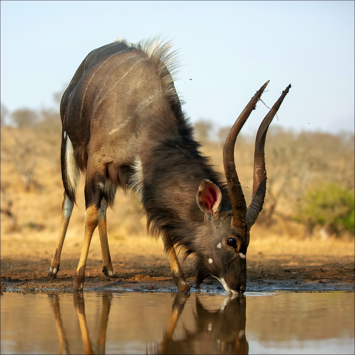 Nyala (Nyala)