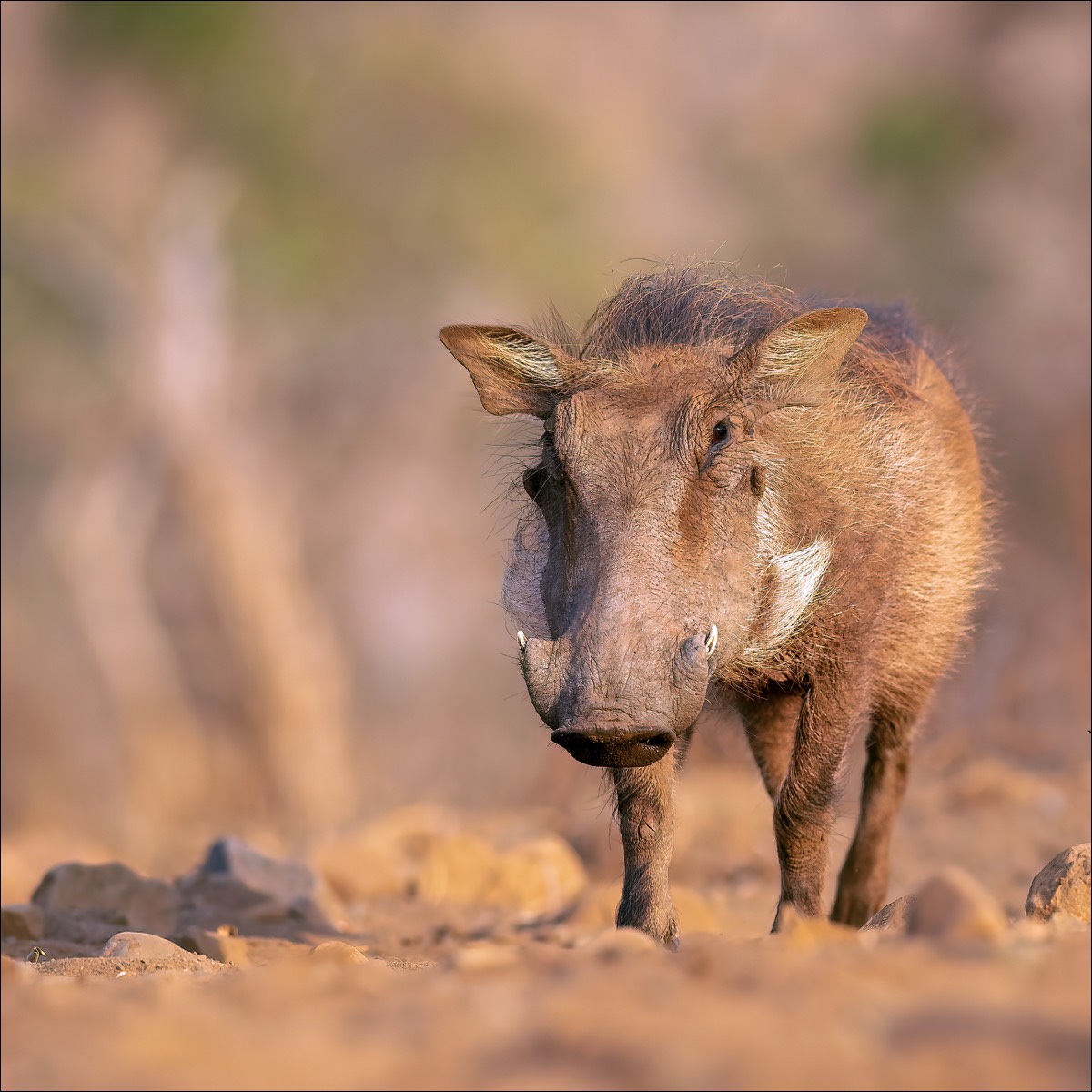 Warthog (Wrattenzwijn)