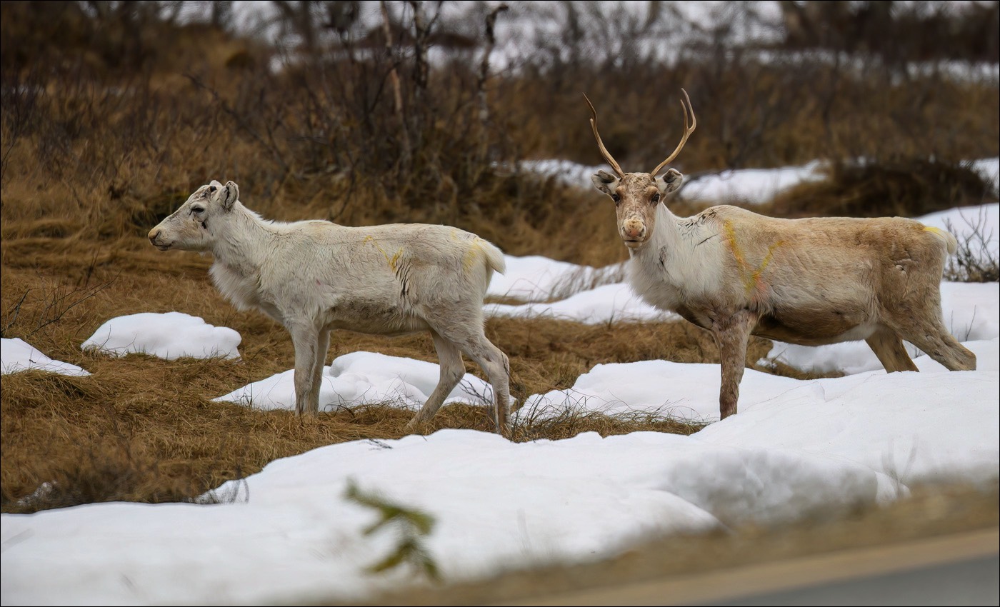 Reindeer (Rendier)