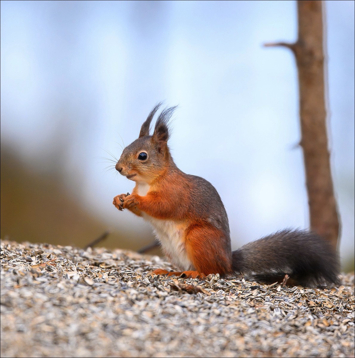 Red Squirrel (Eekhoorn)