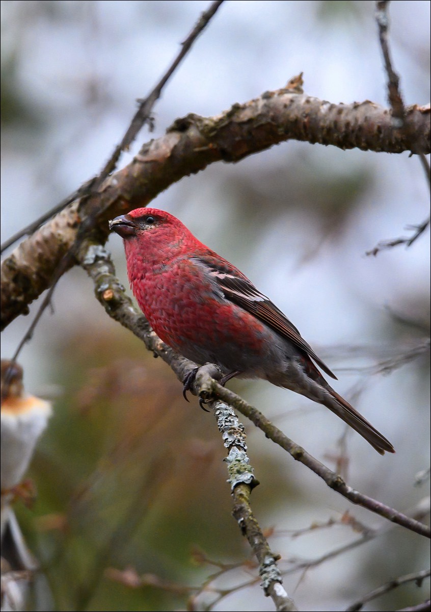 Pine Grosbeak (Haakbek)