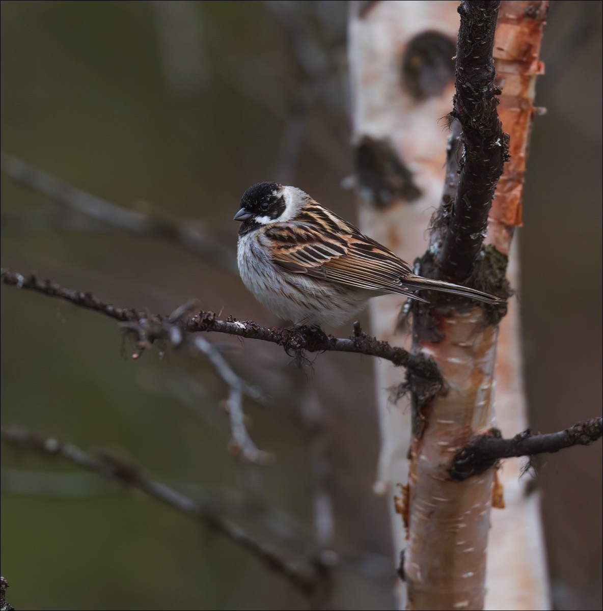 Reed Bunting (Rietgors)