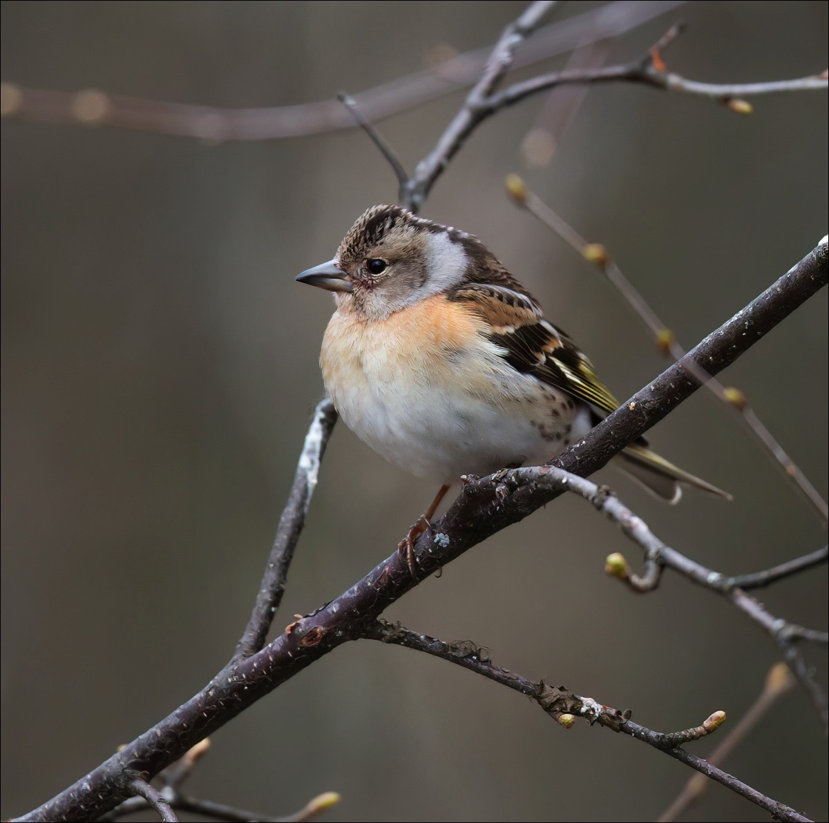 Brambling (Keep)