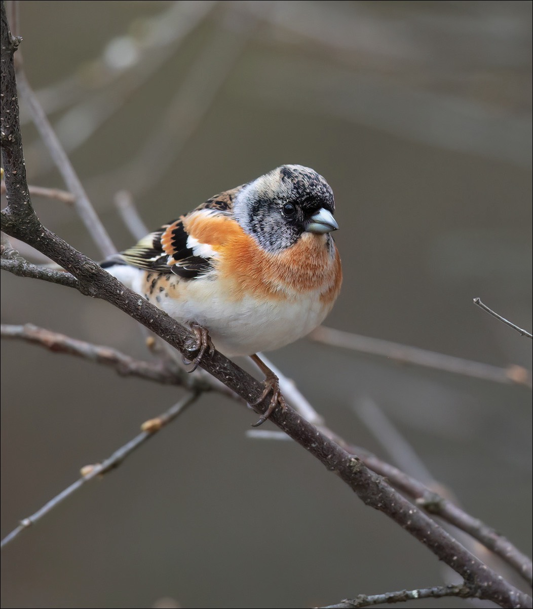 Brambling (Keep)