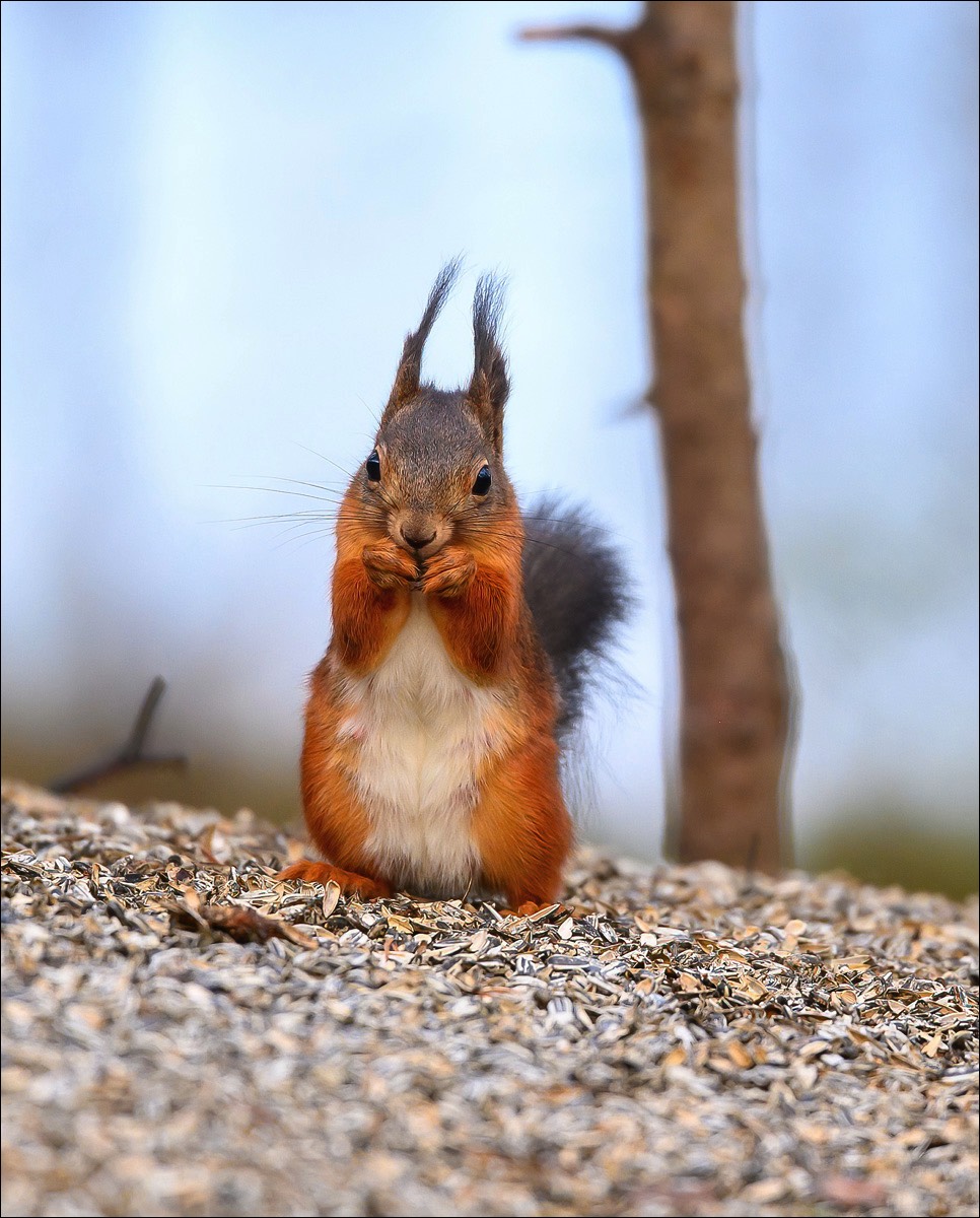 Red Squirrel (Eekhoorn)