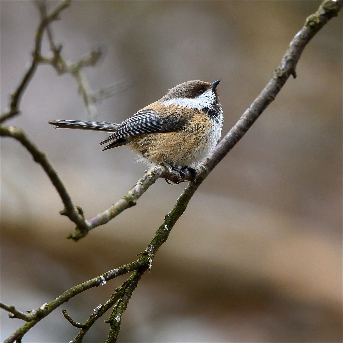 Siberian Tit (Bruinkopmees)