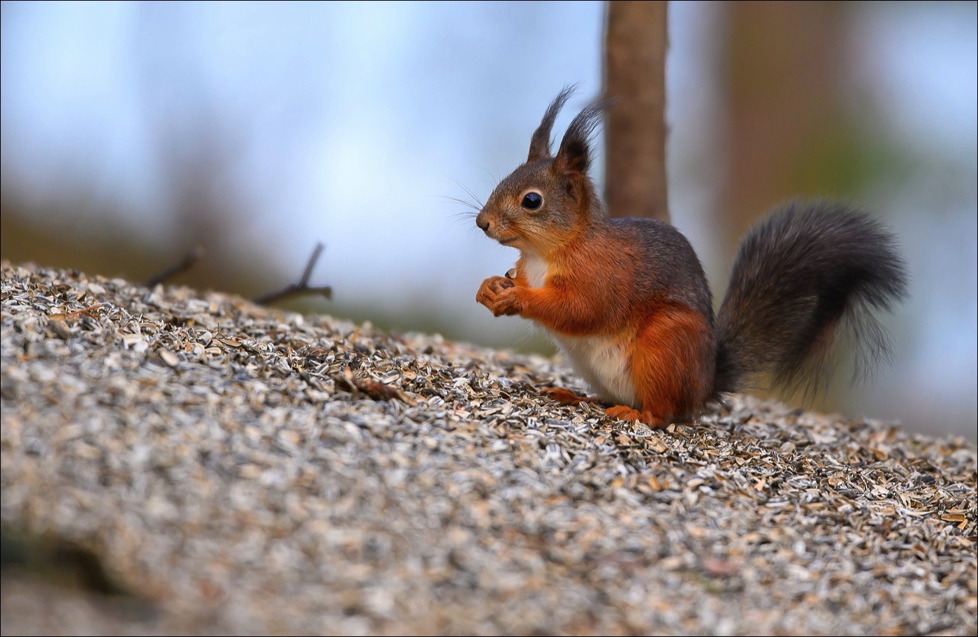 Red Squirrel (Eekhoorn)