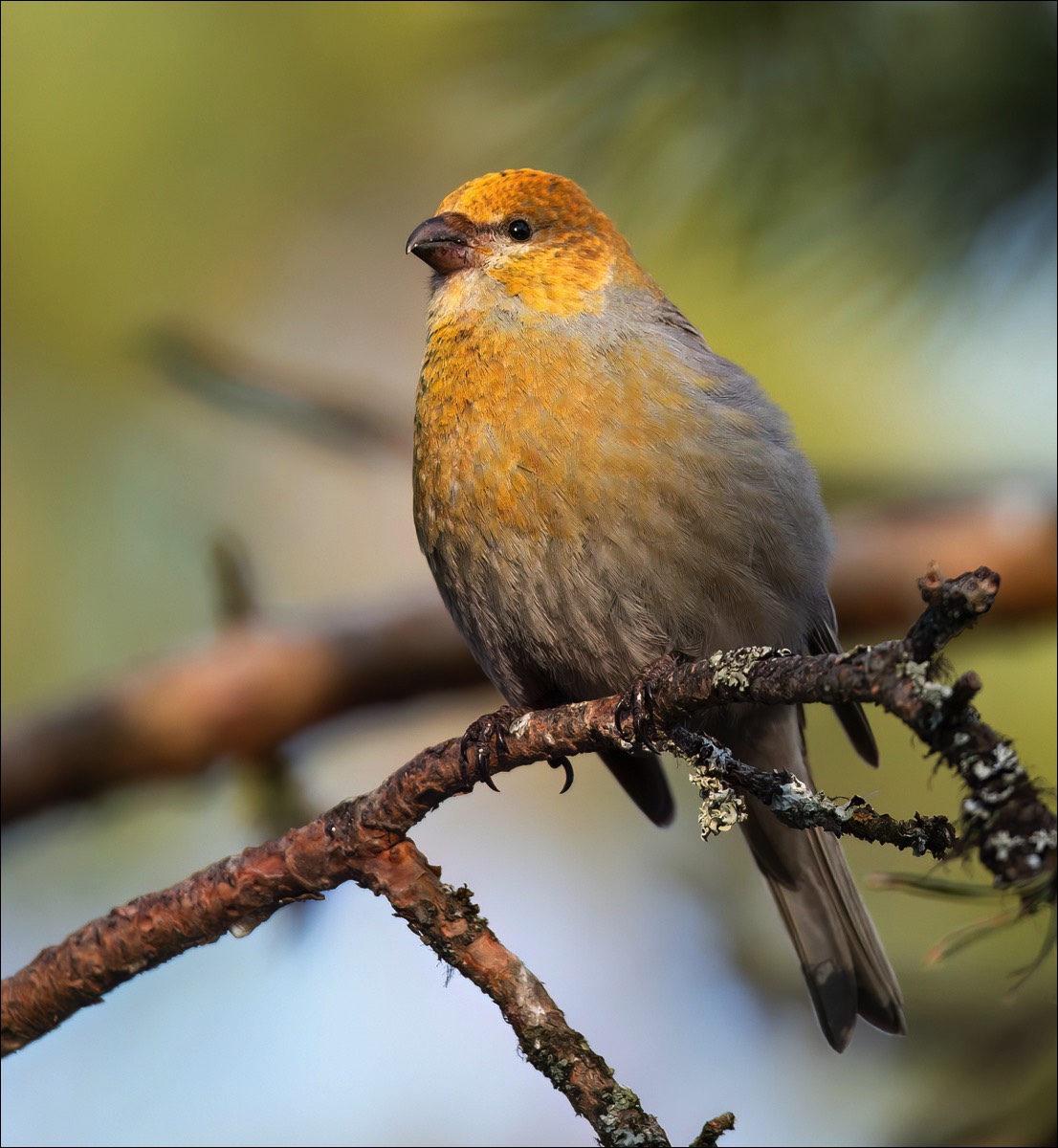 Pine Grosbeak (Haakbek)