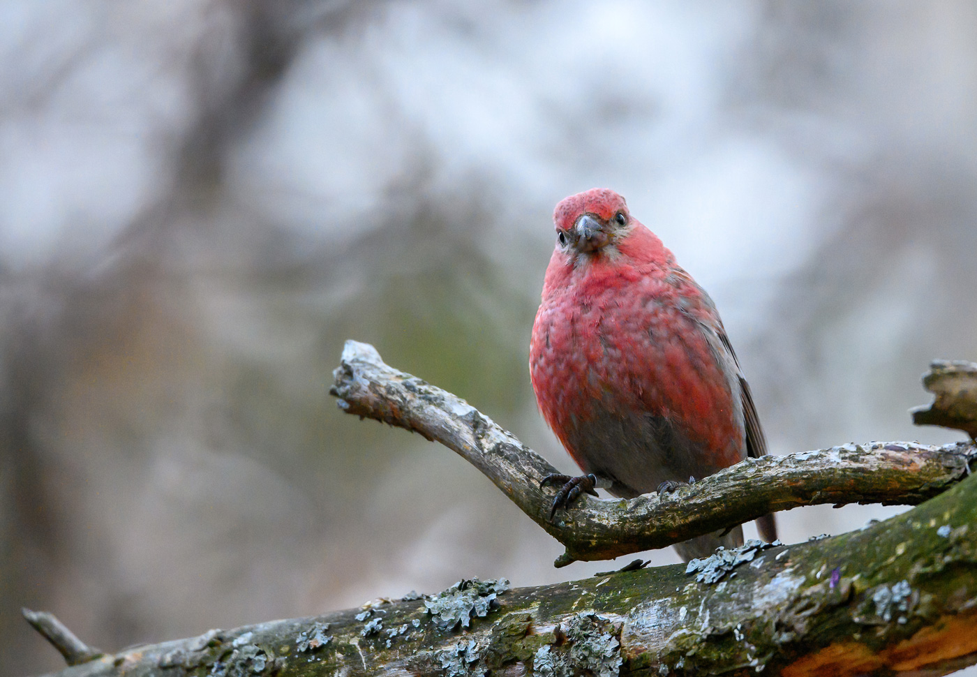 Pine Grosbeak (Haakbek)