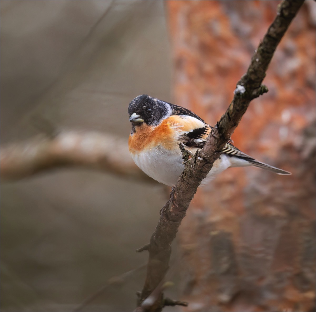 Brambling (Keep)