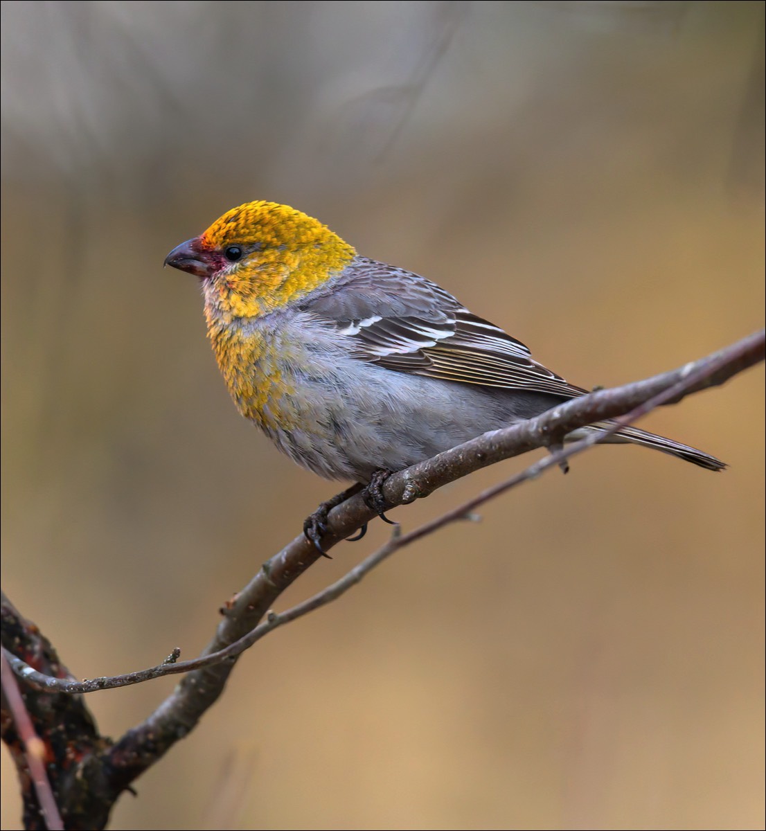 Pine Grosbeak (Haakbek)