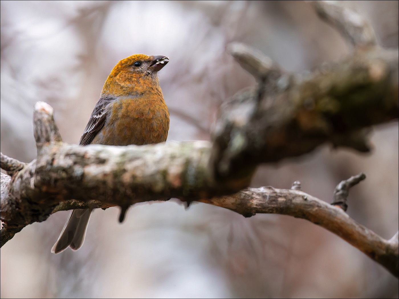 Pine Grosbeak (Haakbek)