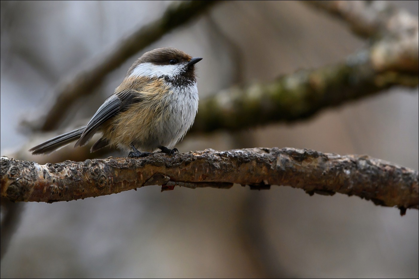 Siberian Tit (Bruinkopmees)