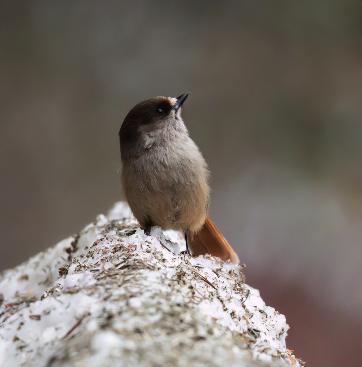 Siberian Jay (Taigagaai)