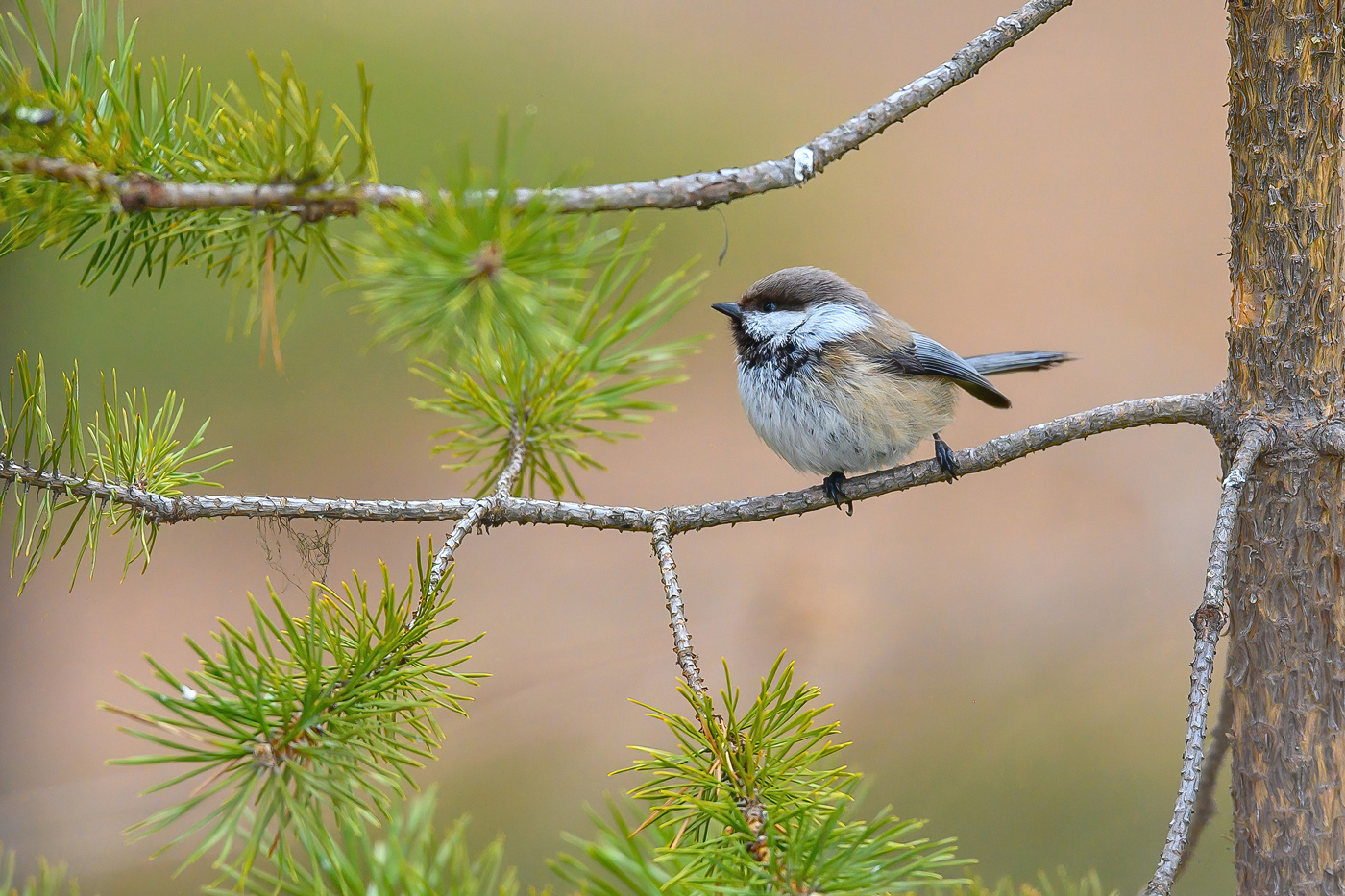 Siberian Tit (Bruinkopmees)