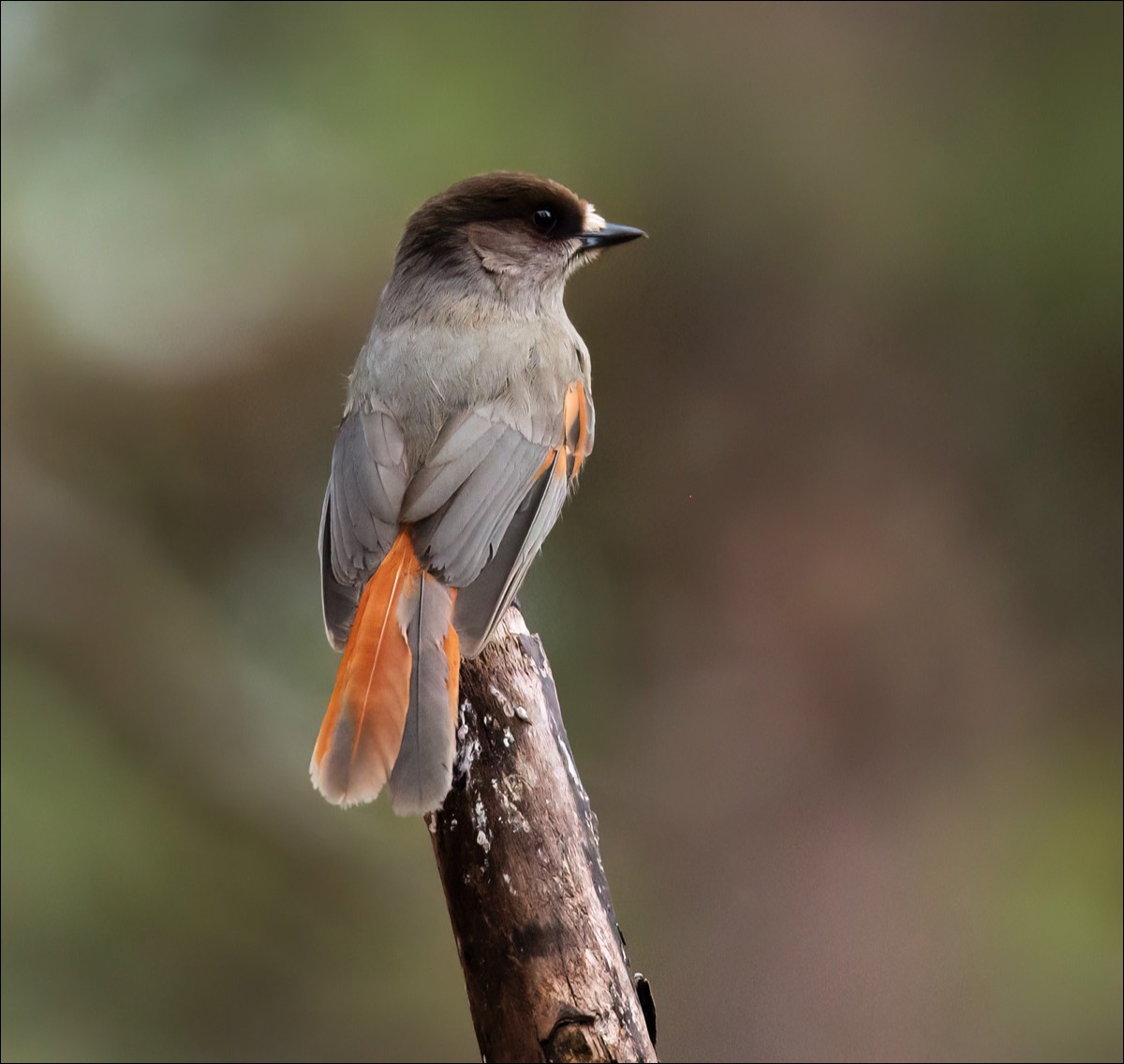 Siberian Jay (Taigagaai)