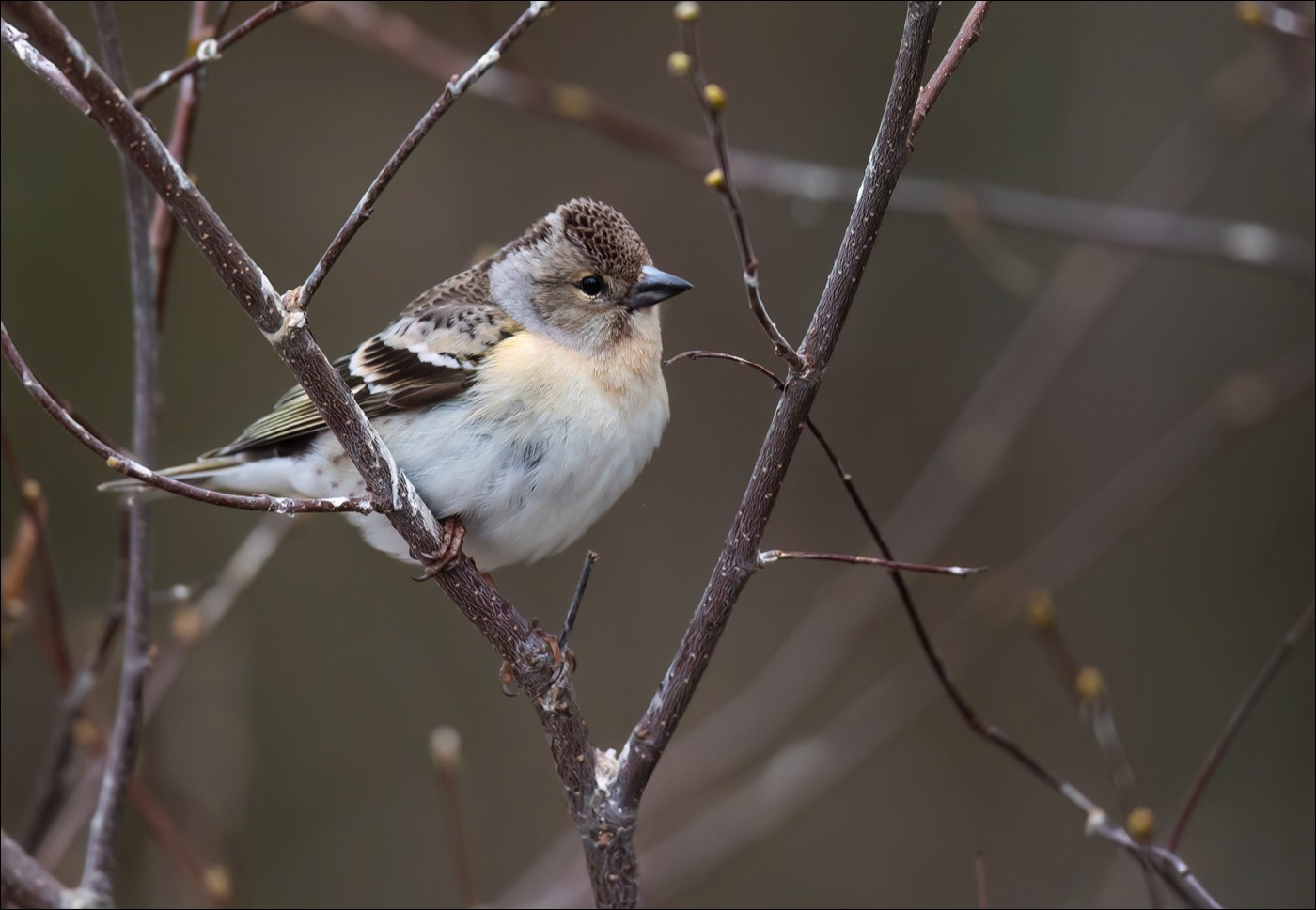 Brambling (Keep)