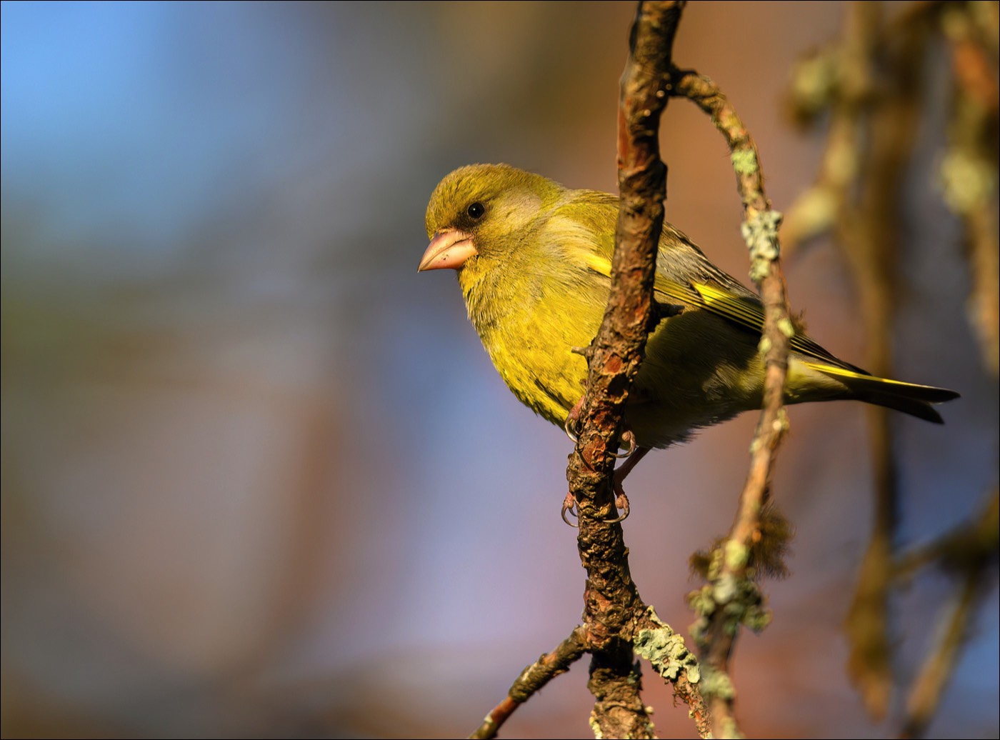 Greenfinch (Groenling)