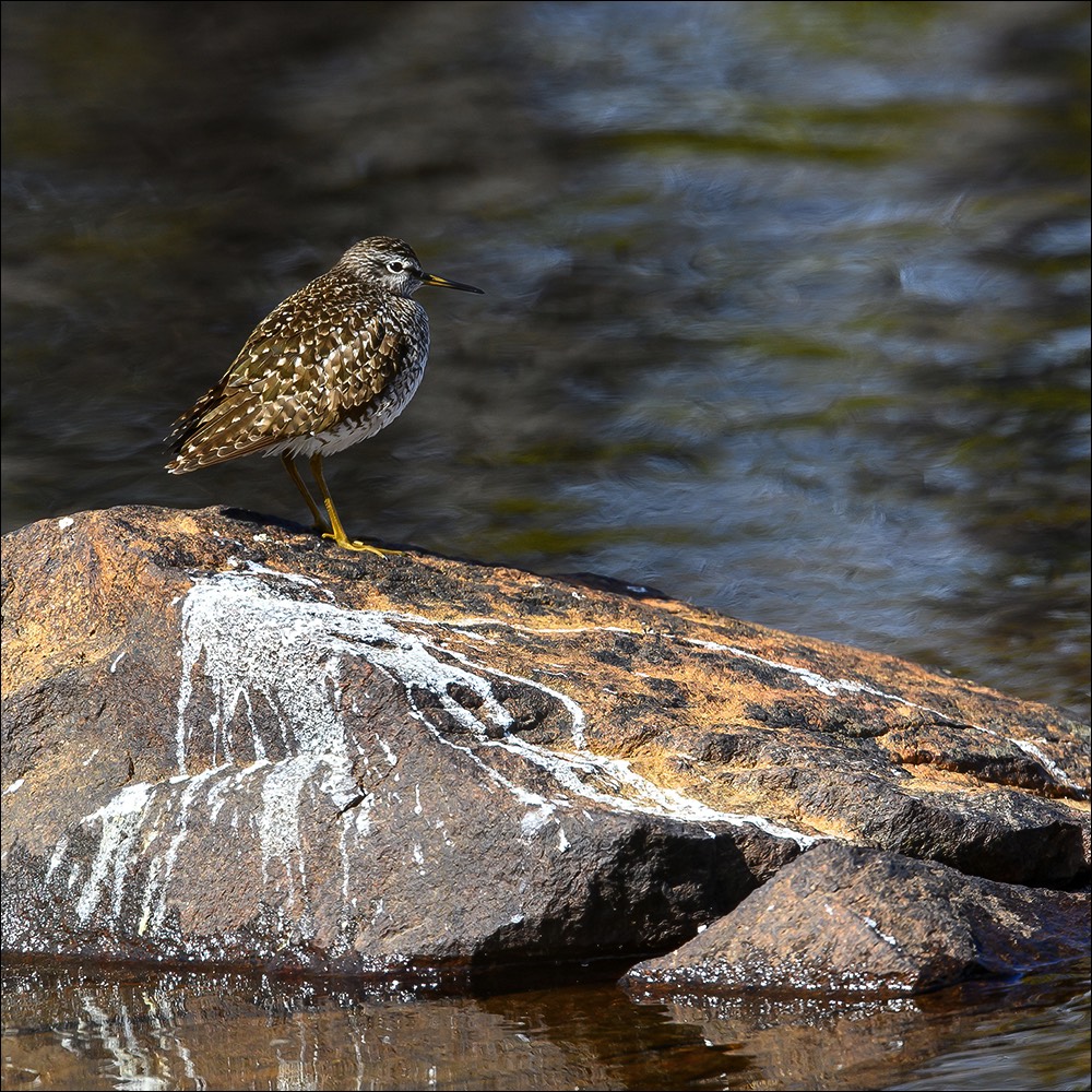 Wood Sandpiper (Bosruiter)