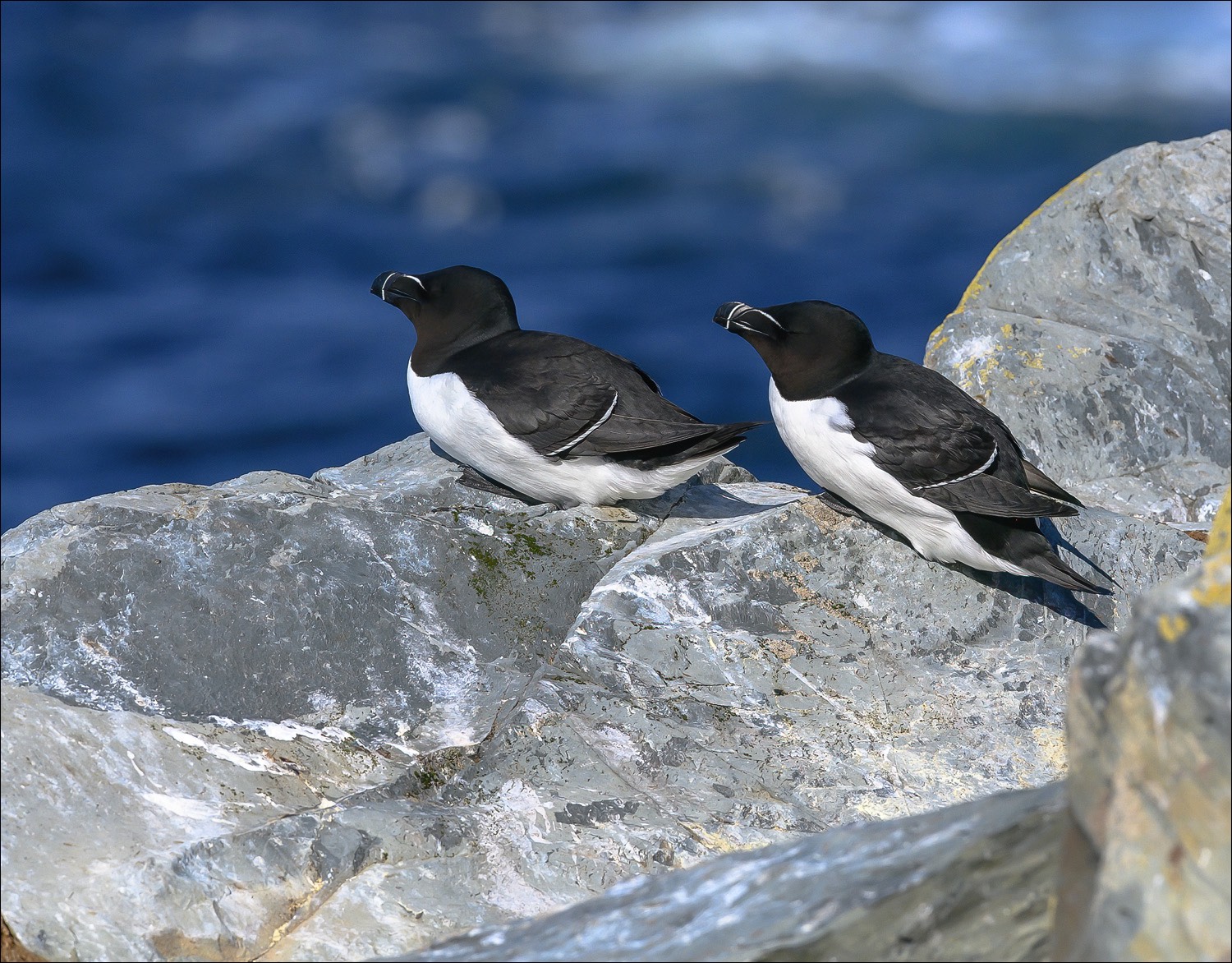 Razorbill (Alk)