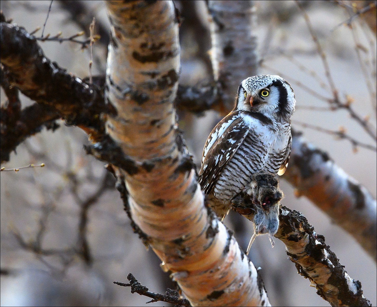 Northern Hawk-owl (Sperweruil)