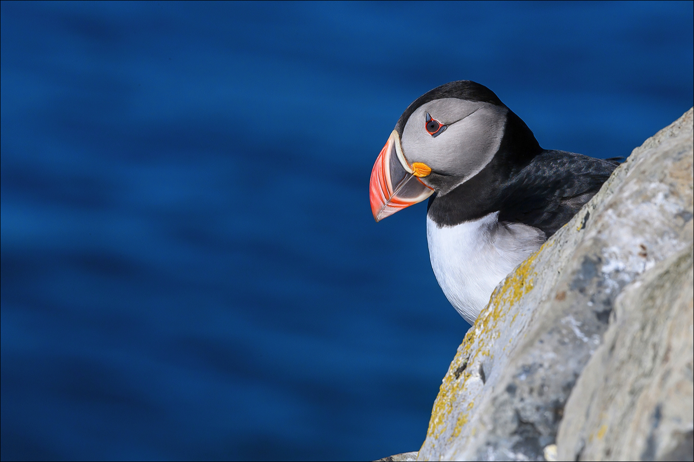 Puffin (Papegaaiduiker)