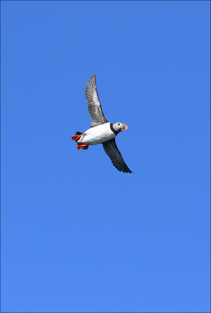 Puffin (Papegaaiduiker)