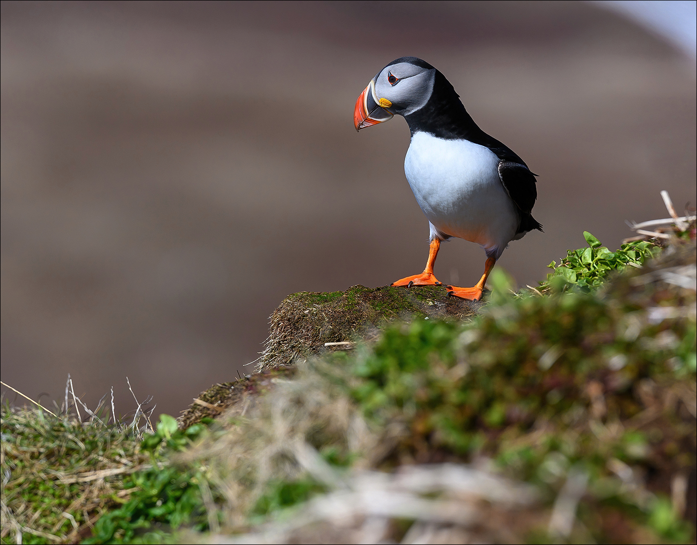 Puffin (Papegaaiduiker)