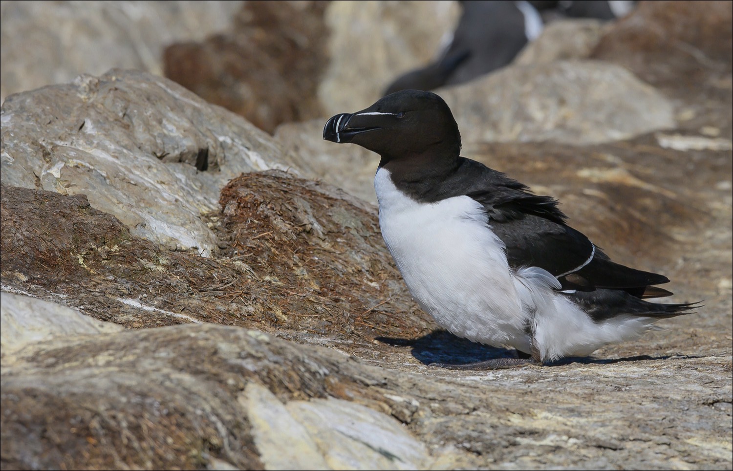 Razorbill (Alk)