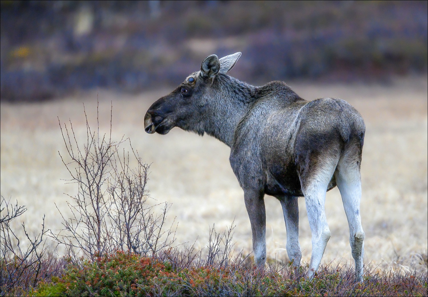 Moose (Eland)