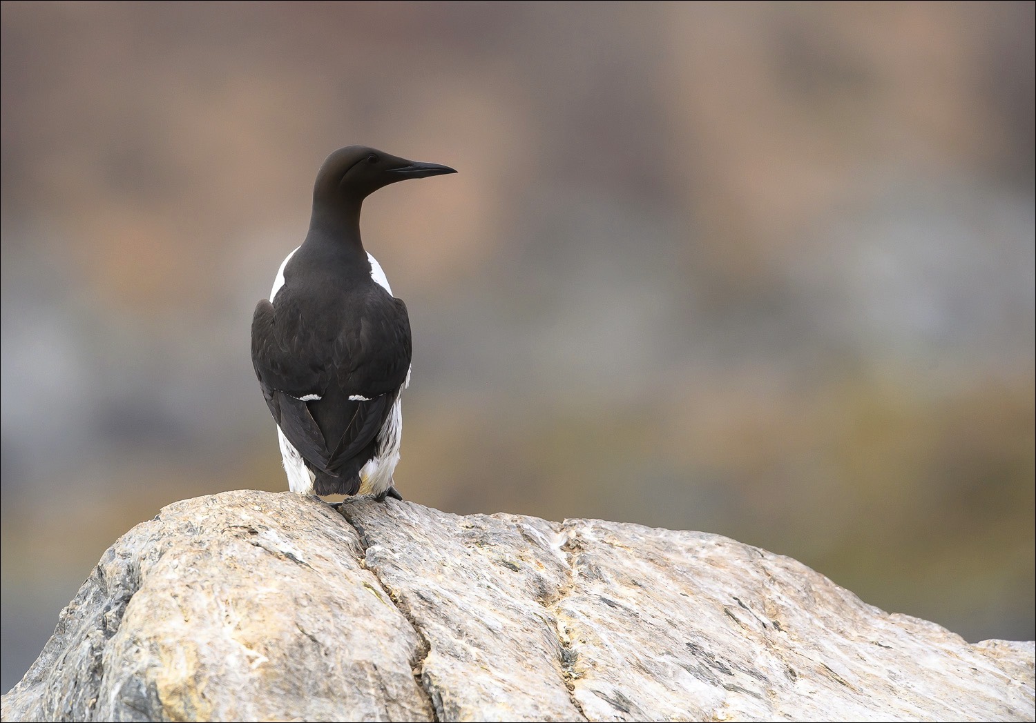 Common Guillemot (Zeekoet)