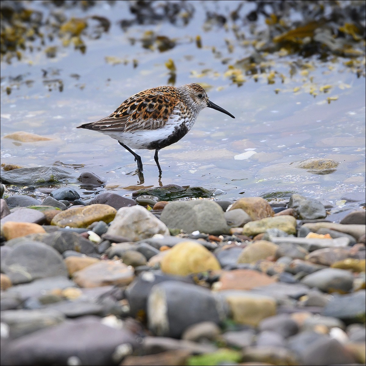 Dunlin (Bonte Strandloper)