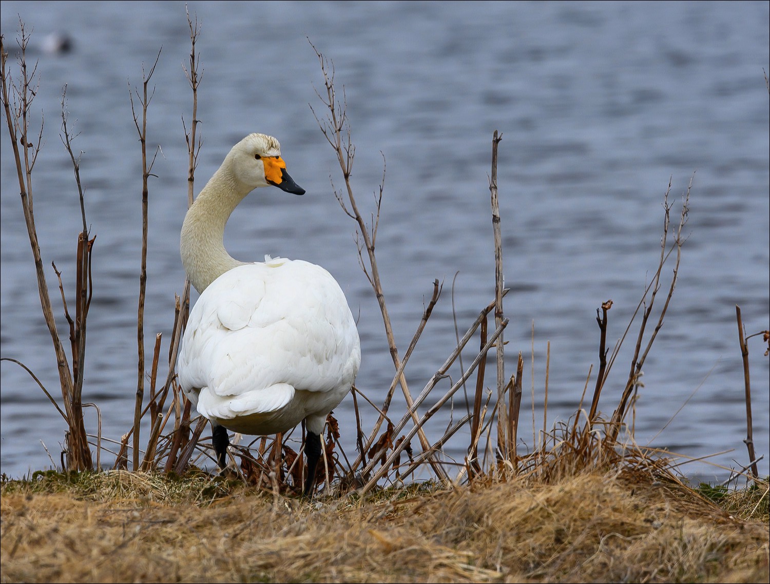 Whooper Swan (Wilde Zwaan)