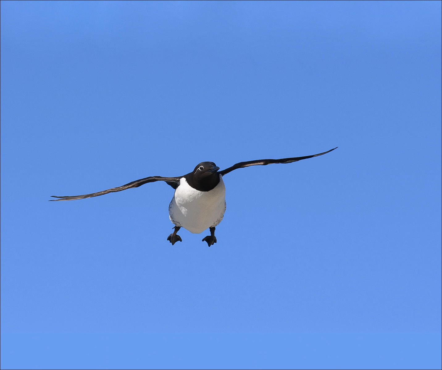 Common Guillemot (Zeekoet)