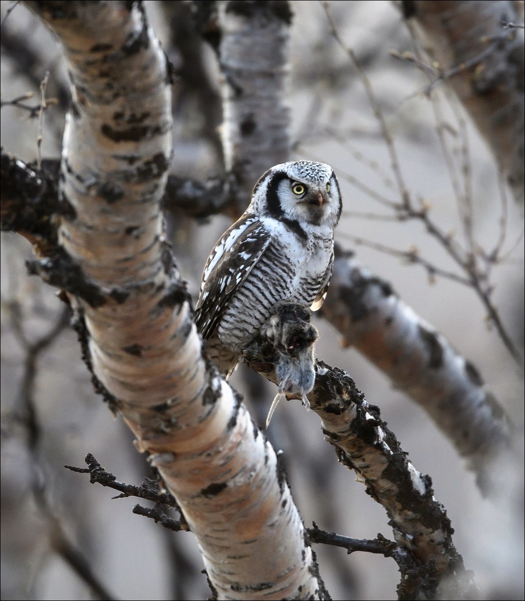 Northern Hawk-owl (Sperweruil)