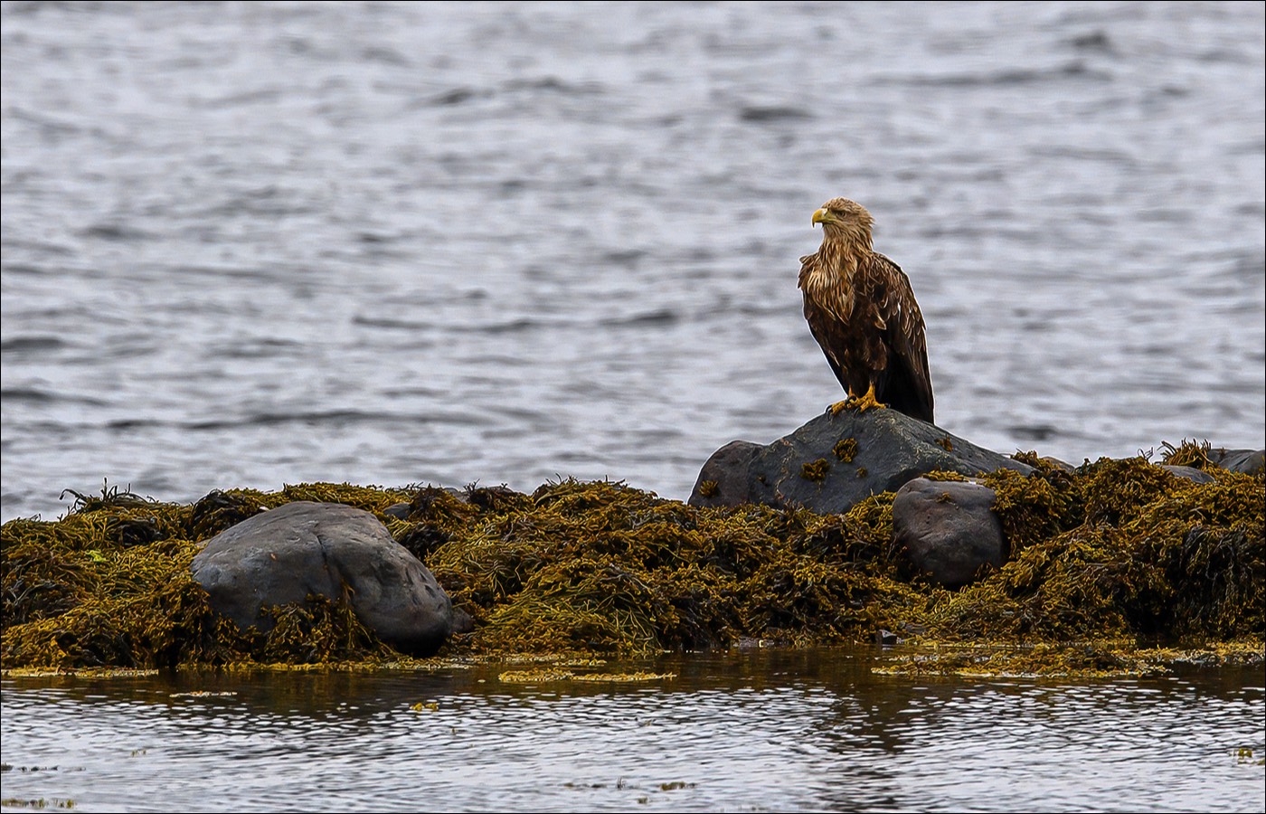 White-tailed Eagle (Zeearend)