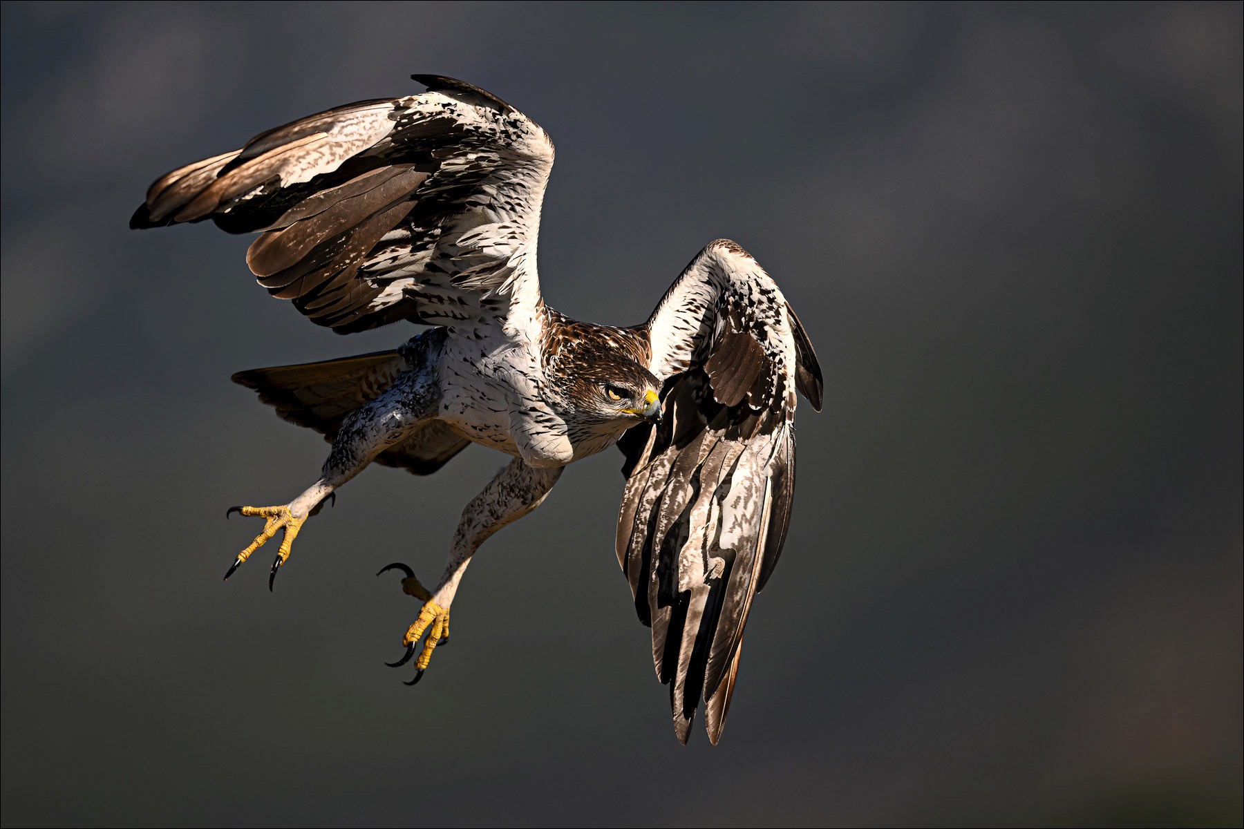 Bonellis Eagle (Havikarend)