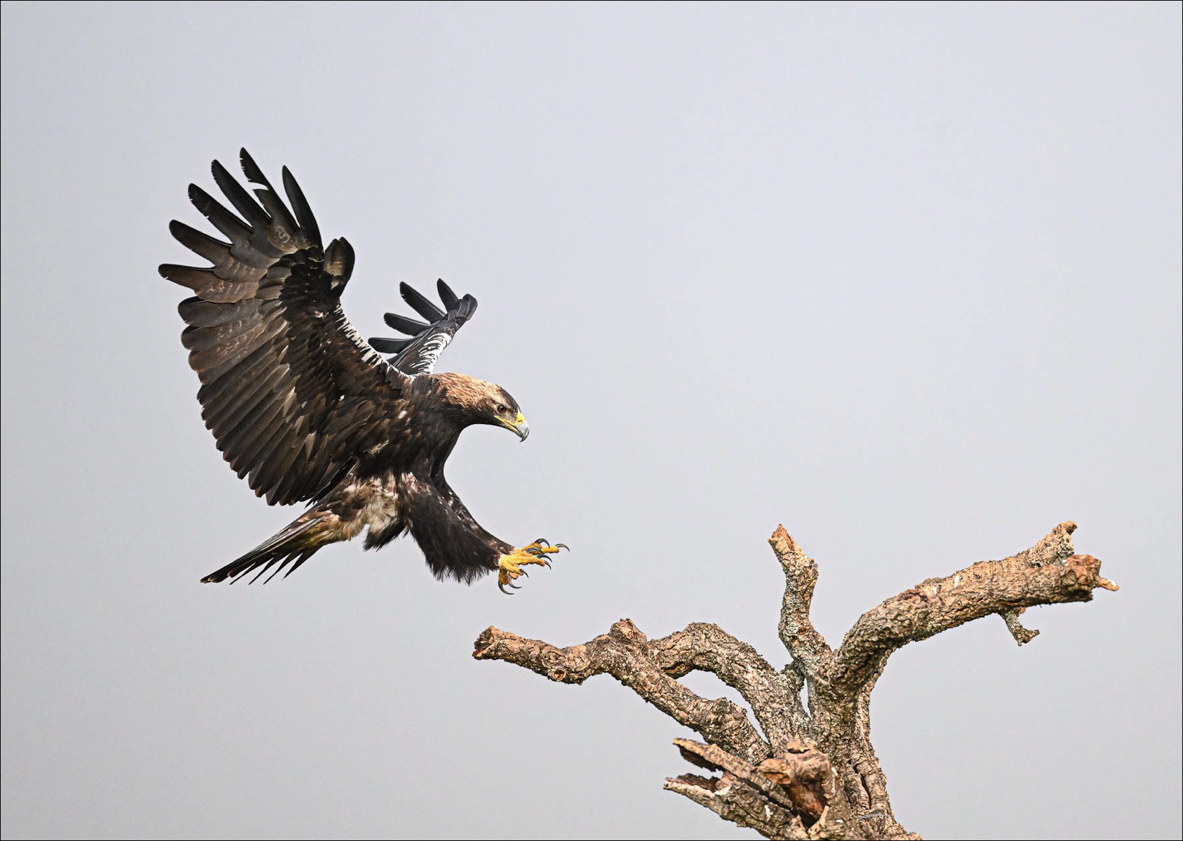 Spanish Imperial Eagle (Spaanse Keizerarend)