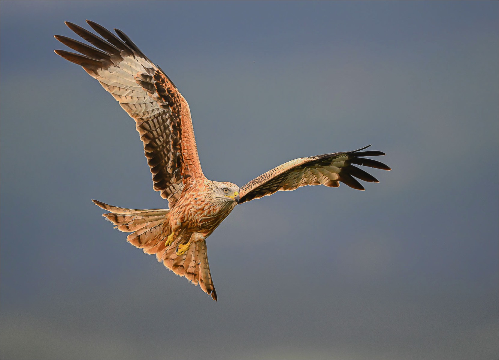 Red Kite (Rode Wouw)