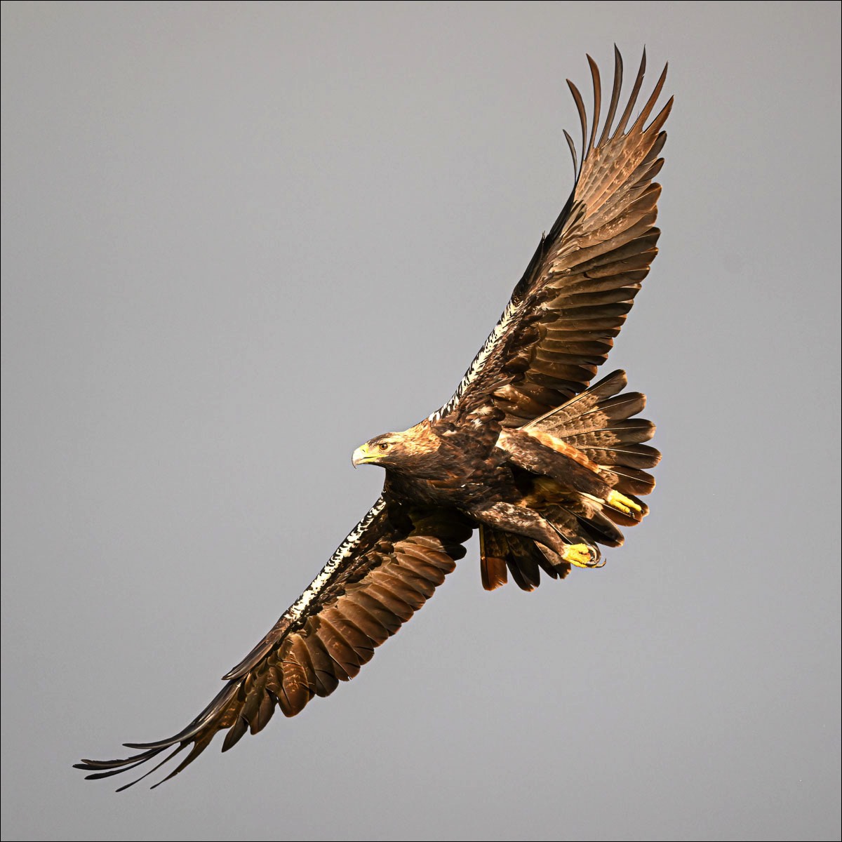 Spanish Imperial Eagle (Spaanse Keizerarend)