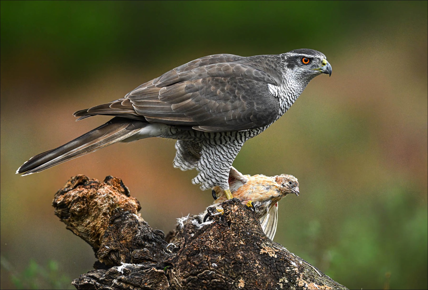 Northern Goshawk (Havik)