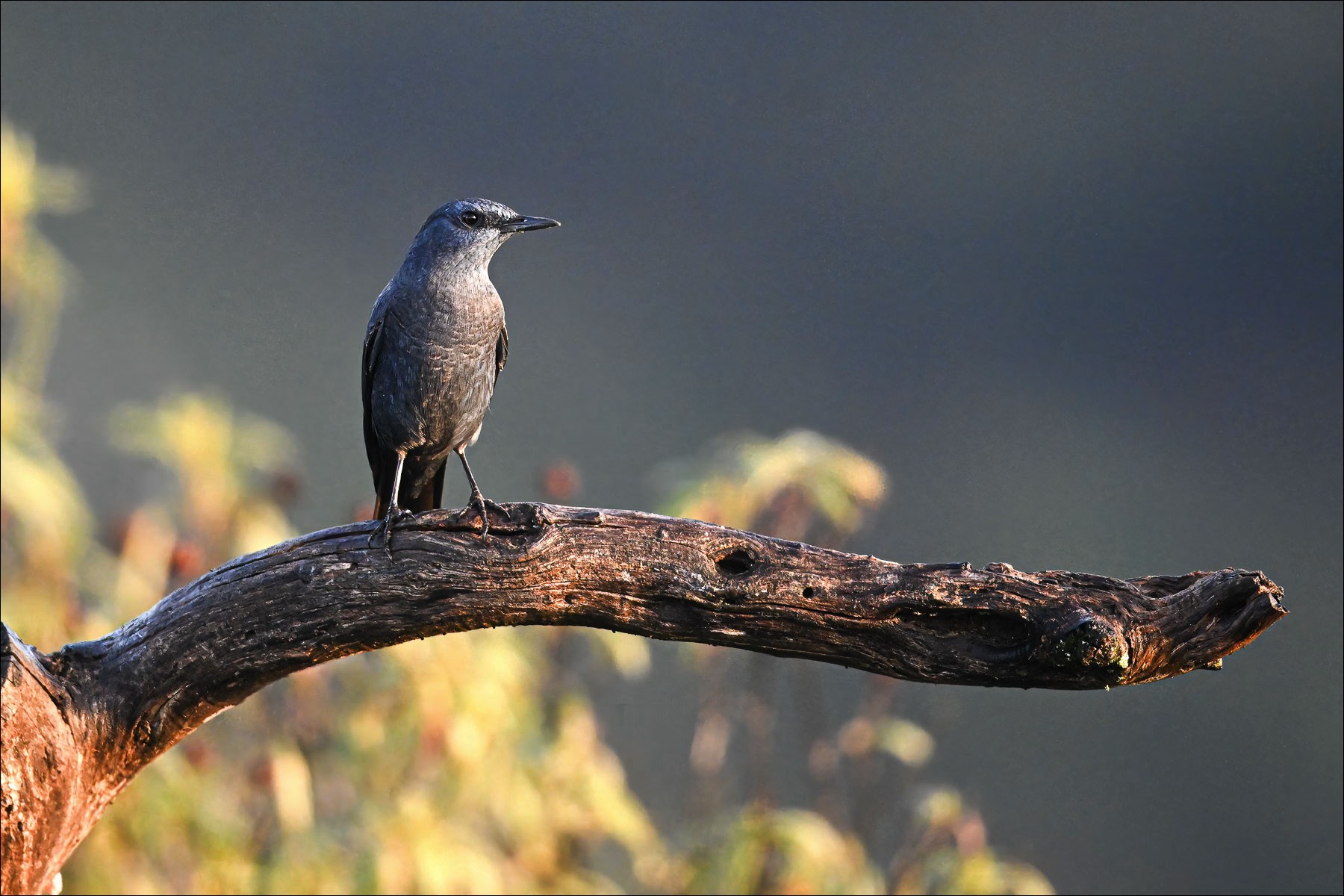 Blue Rock Trush (Blauwe Rotslijster)